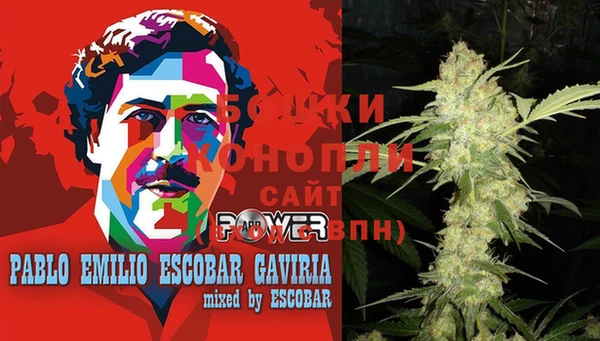 прущие грибы Белокуриха