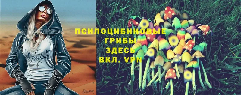 Псилоцибиновые грибы Cubensis  Горячий Ключ 